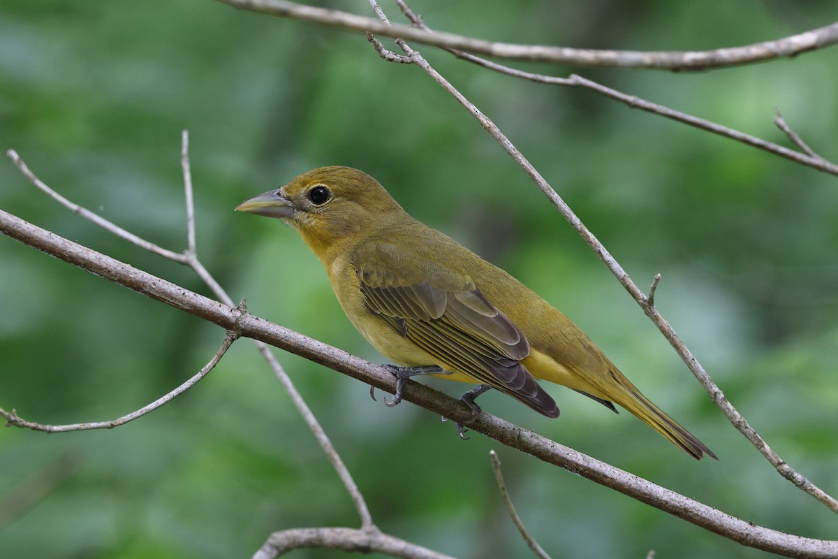 Summer Tanager - ML618758285