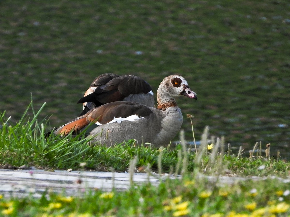 Egyptian Goose - ML618758305