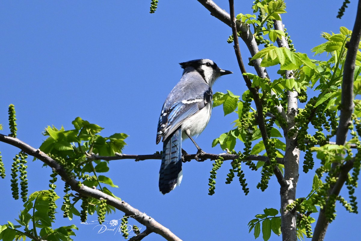 Blue Jay - ML618758331