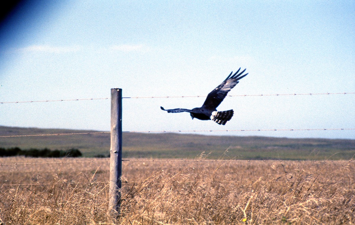 Black Harrier - Jonathan Boucher