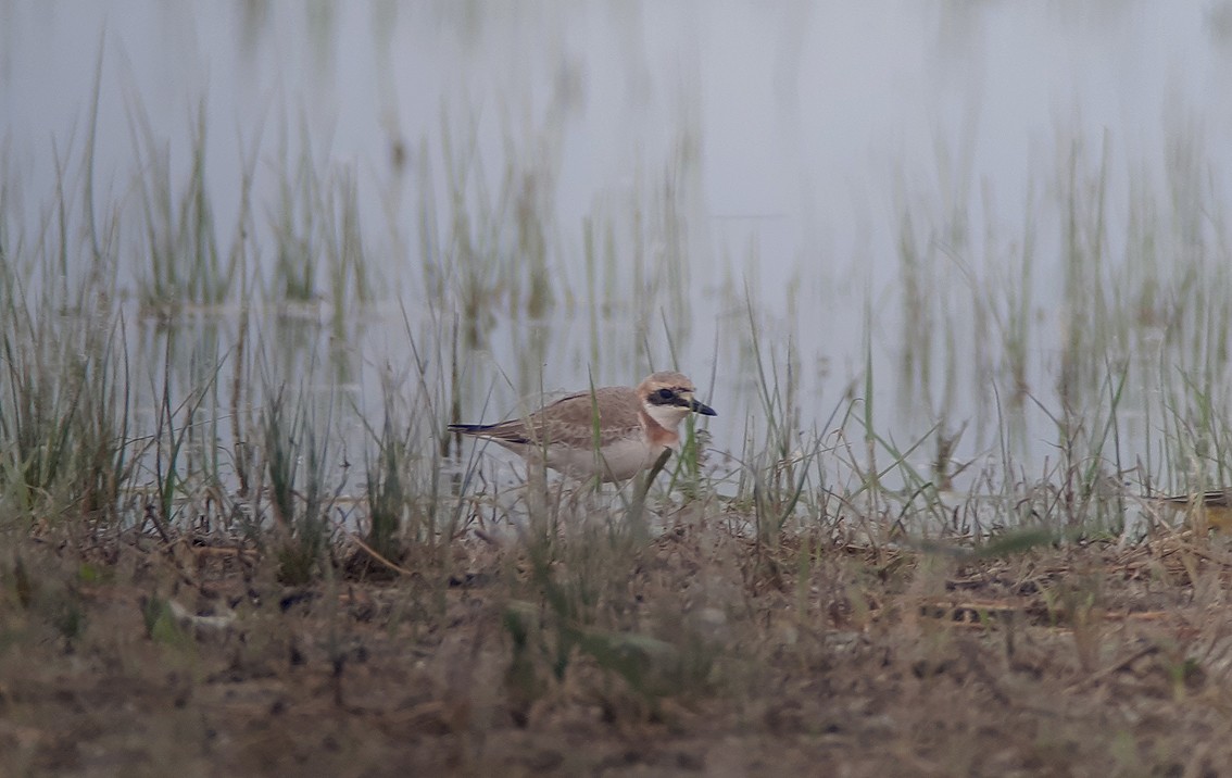 Greater Sand-Plover - ML618758380