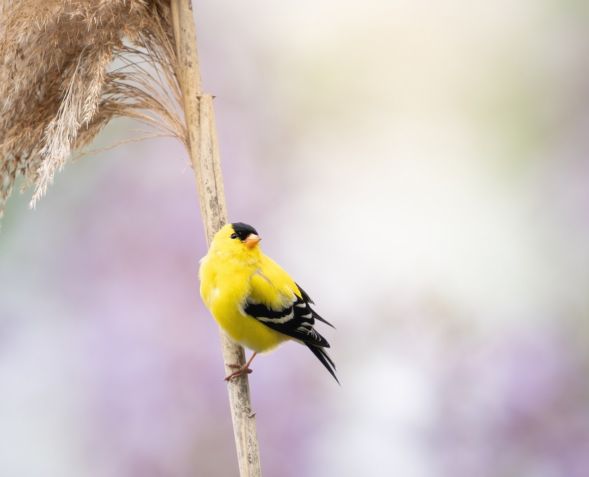 American Goldfinch - ML618758401