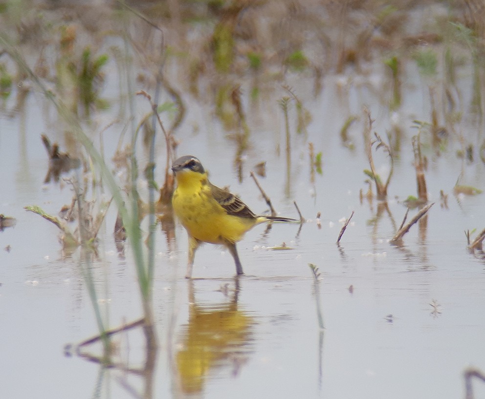 Eastern Yellow Wagtail (Eastern) - ML618758413