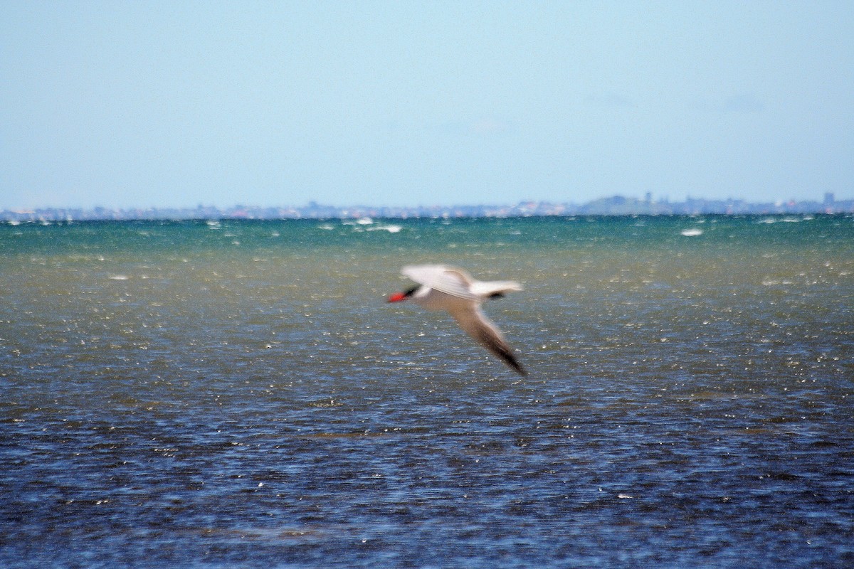 Caspian Tern - Jonathan Boucher