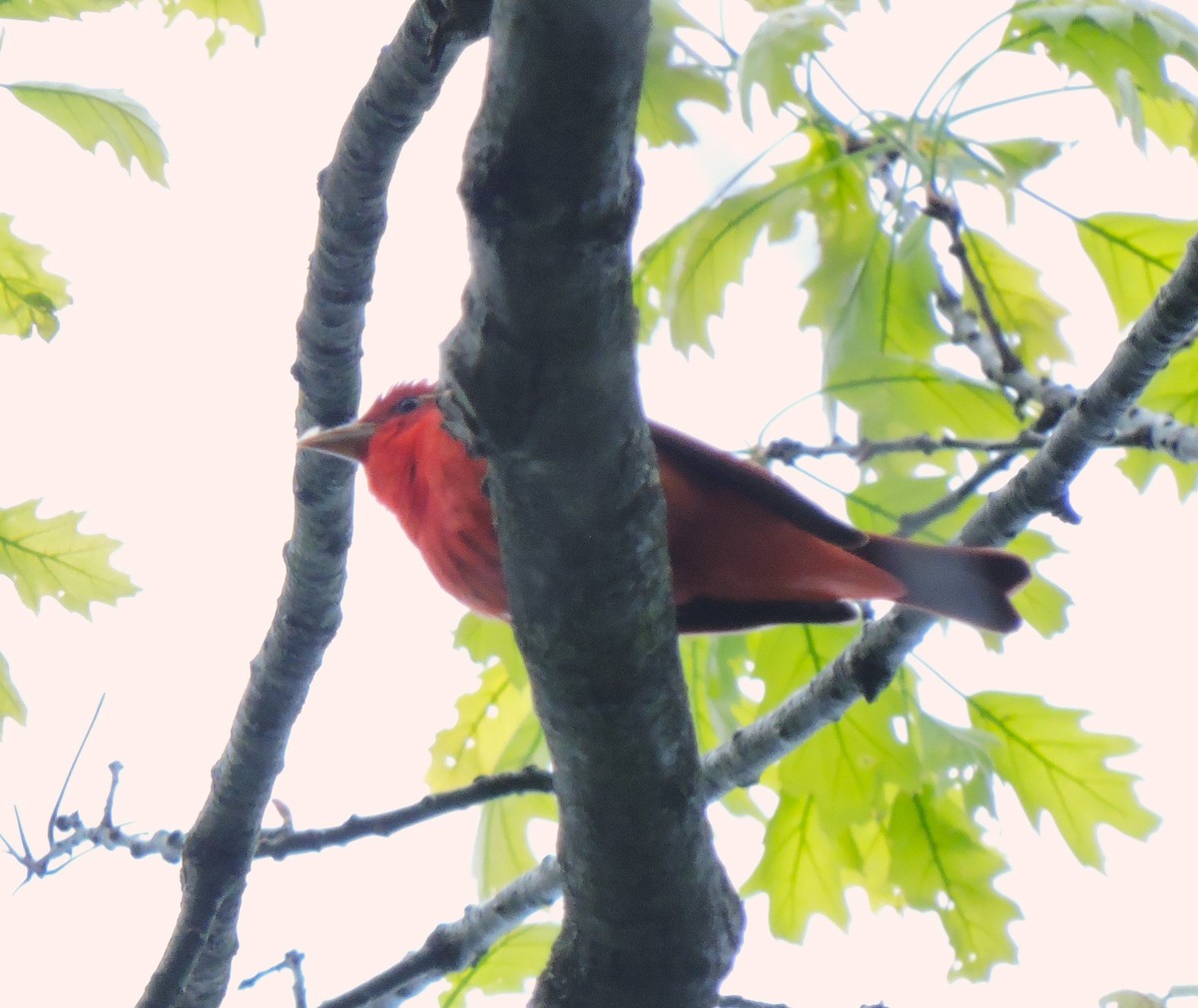 Piranga Roja - ML618758445