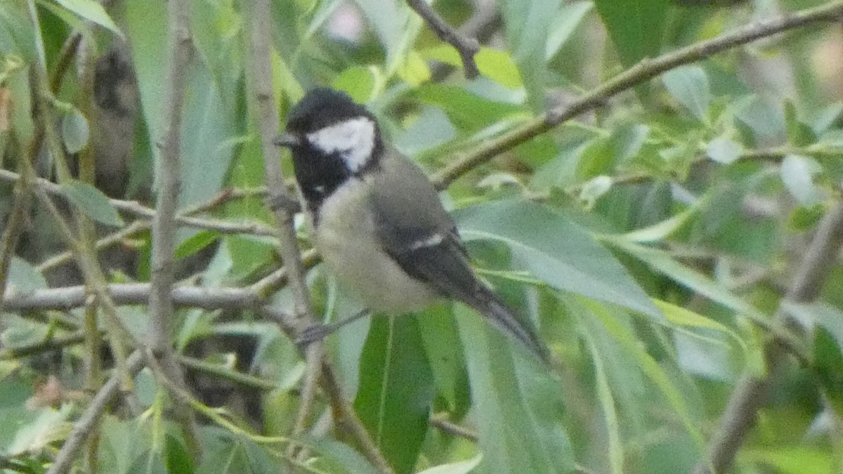 Coal Tit - Ben Davis