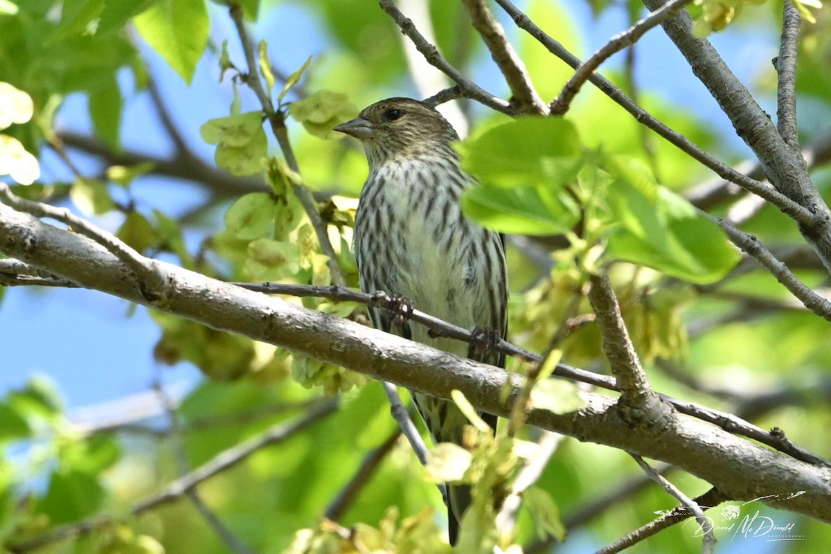 Pine Siskin - ML618758512