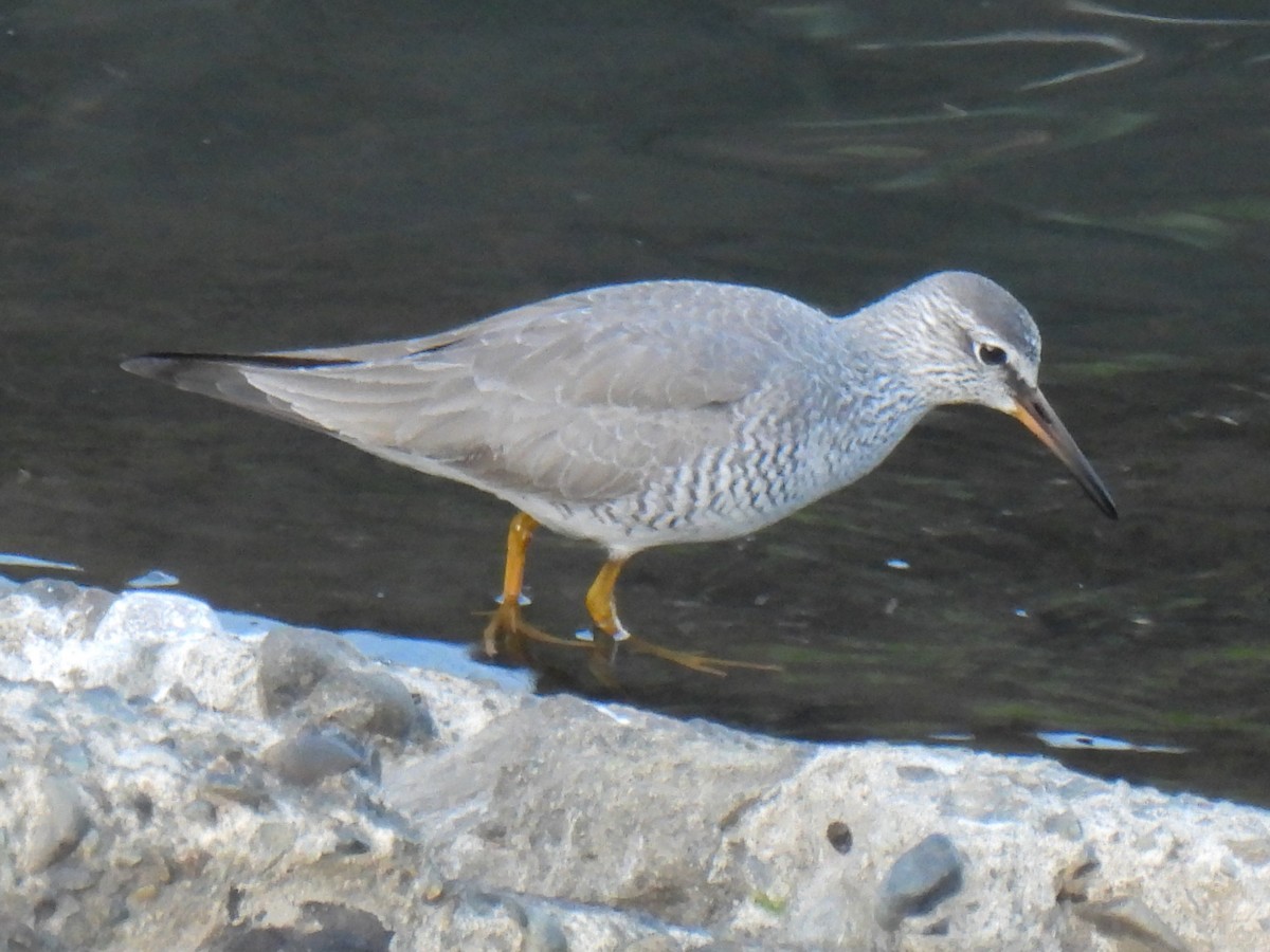 Gray-tailed Tattler - ML618758534