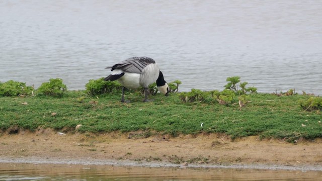 Barnacle Goose - ML618758589