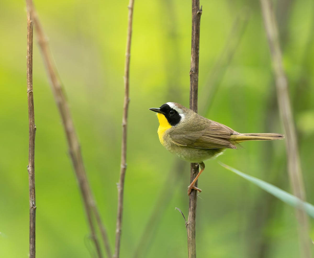 Common Yellowthroat - ML618758590