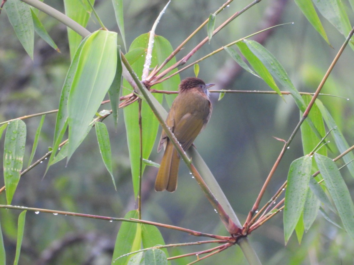 Mountain Bulbul - Chaiti Banerjee