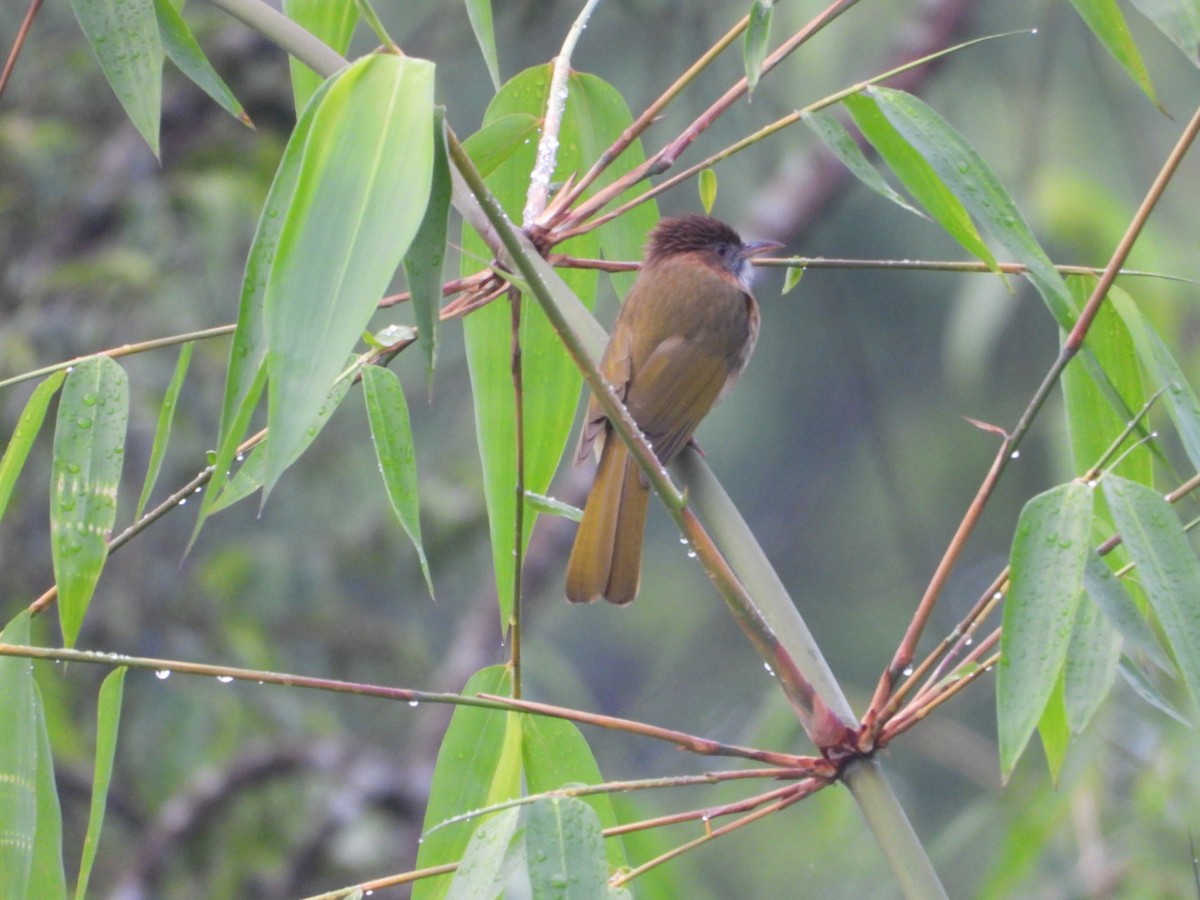 Mountain Bulbul - ML618758614