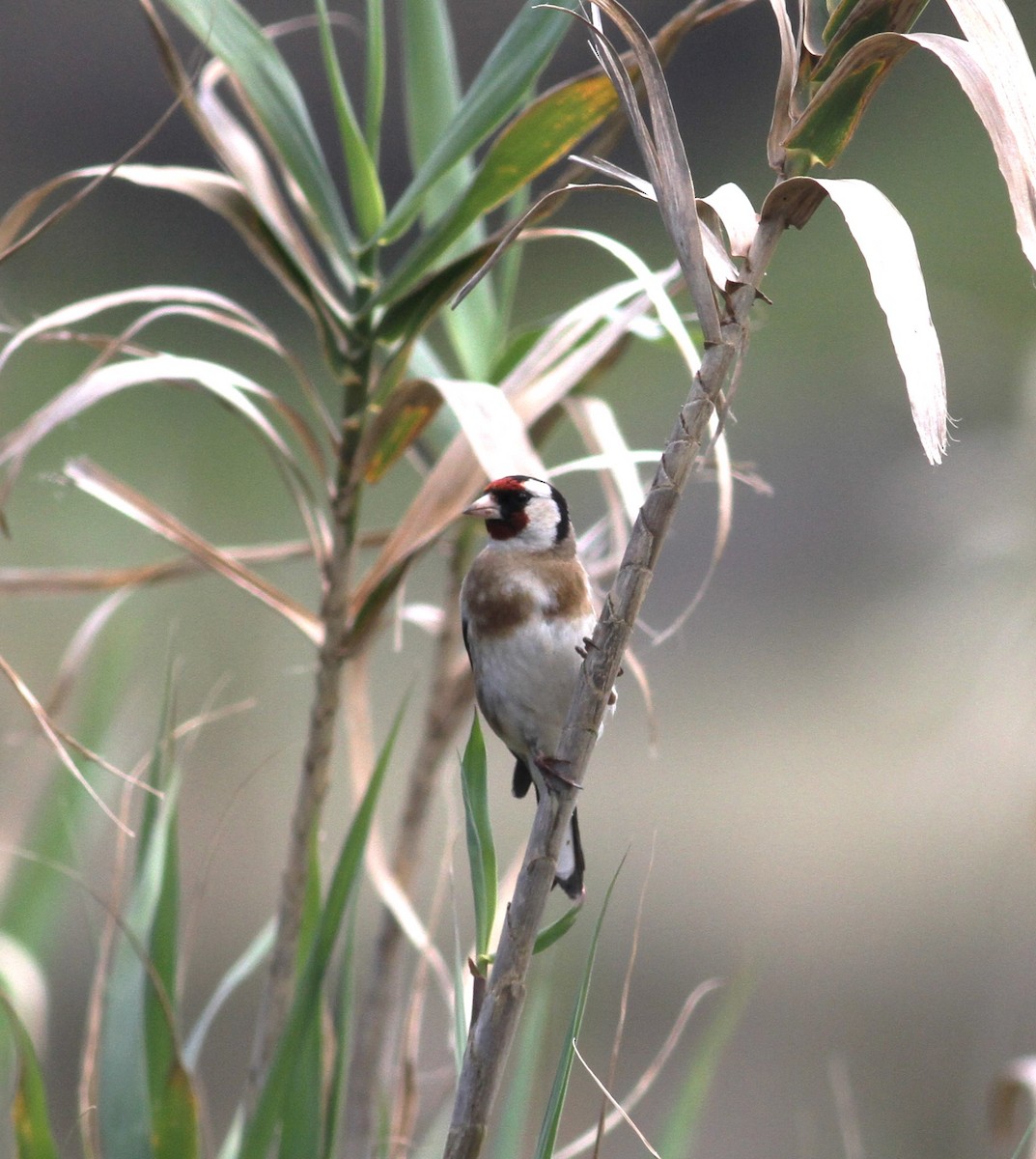 European Goldfinch - Carlos Pereira