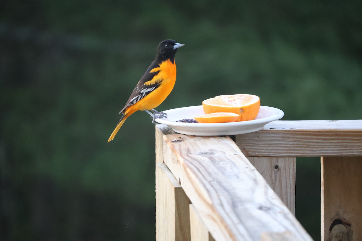 Baltimore Oriole - ML618758621