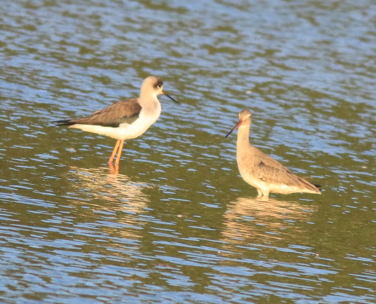 Black-winged Stilt - ML618758625