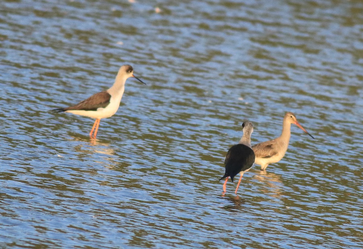 Black-winged Stilt - ML618758626