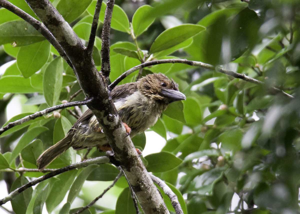 barbet tmavý - ML618758669