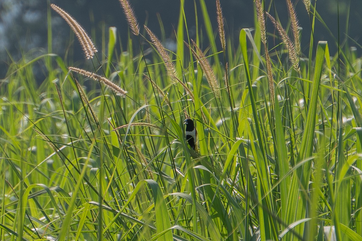 Tricolored Munia - Rohit Kokil