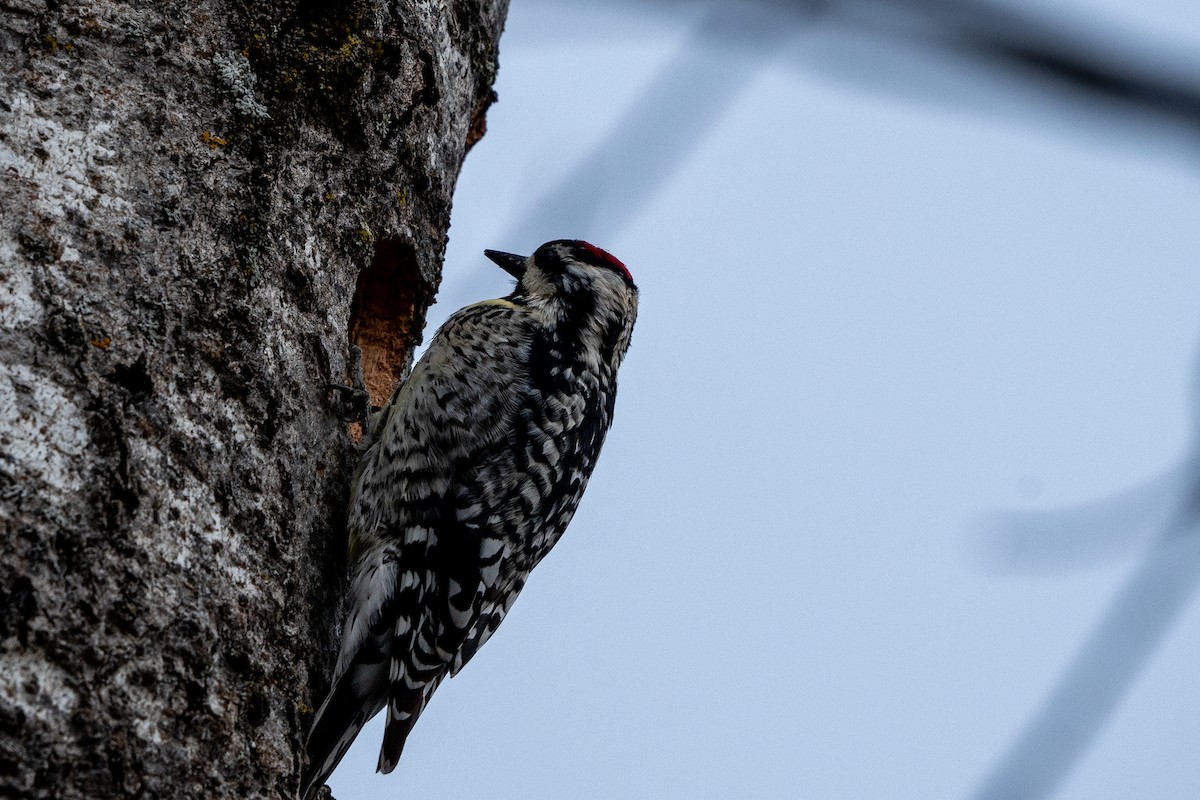Yellow-bellied Sapsucker - ML618758725