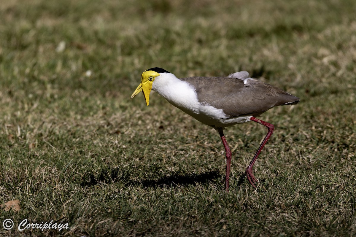 Masked Lapwing - ML618758726