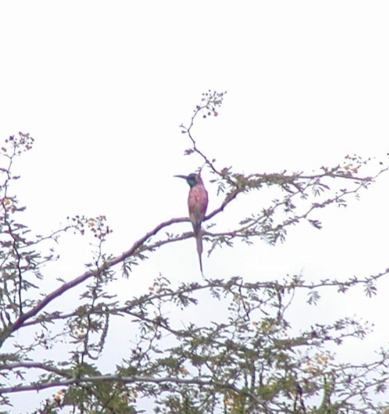 Northern Carmine Bee-eater - ML618758730