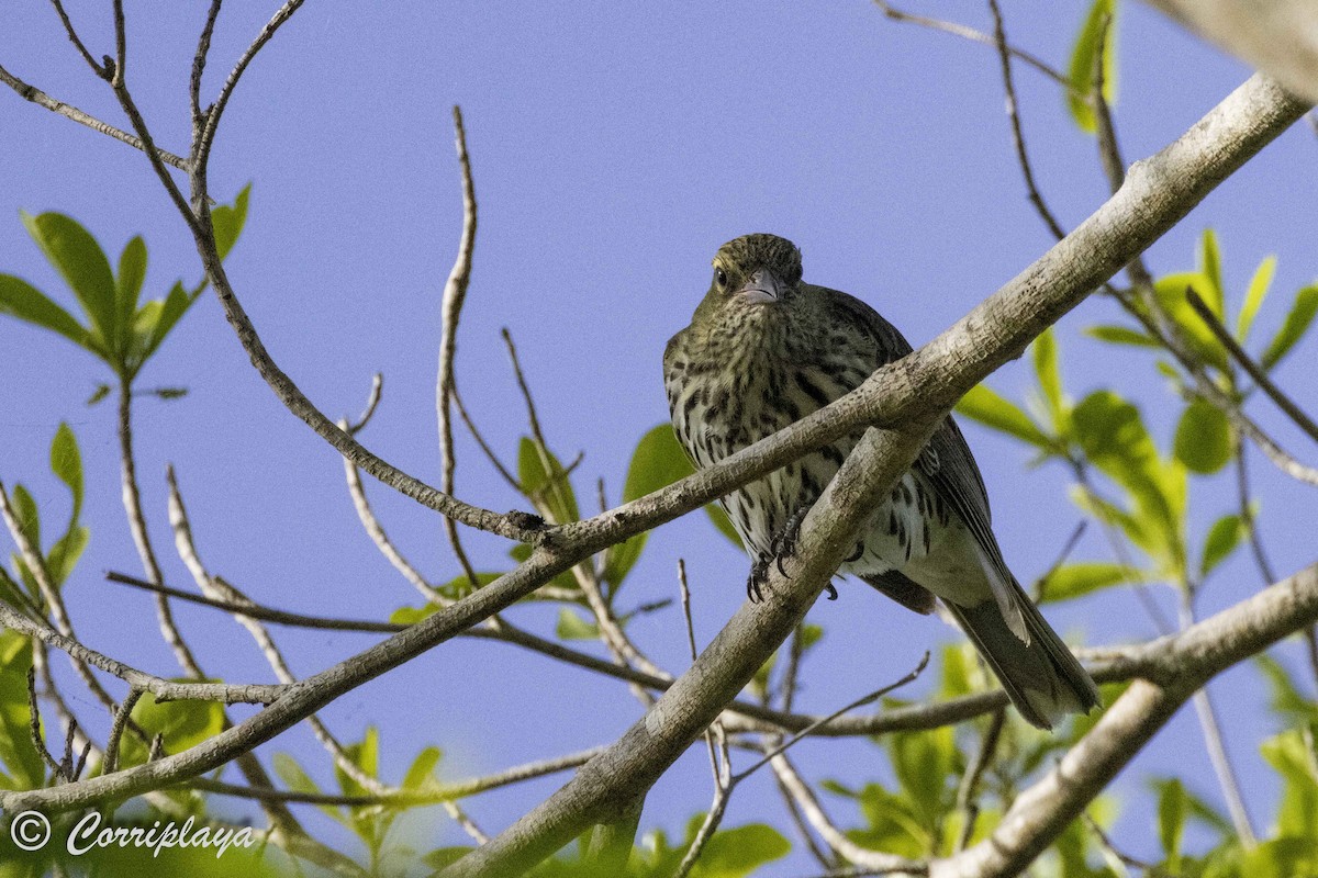 Olive-backed Oriole - ML618758765