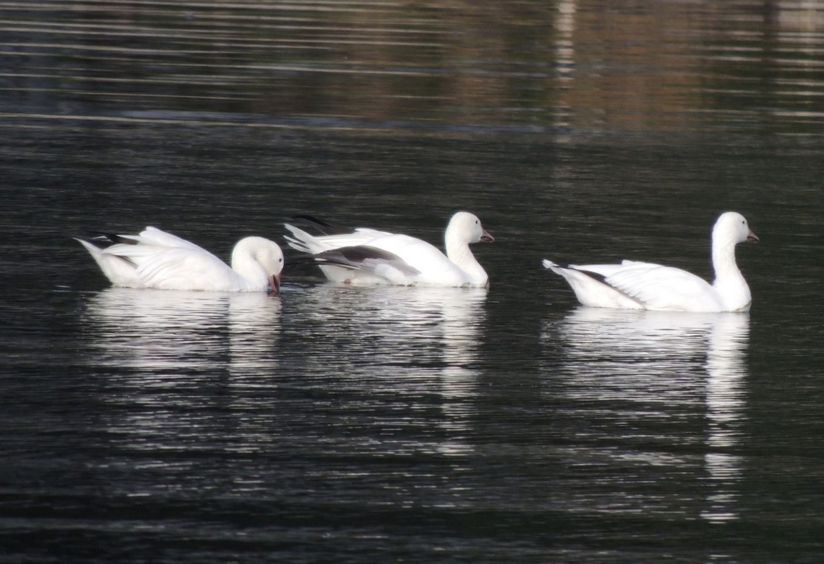 Snow Goose - ML618758783