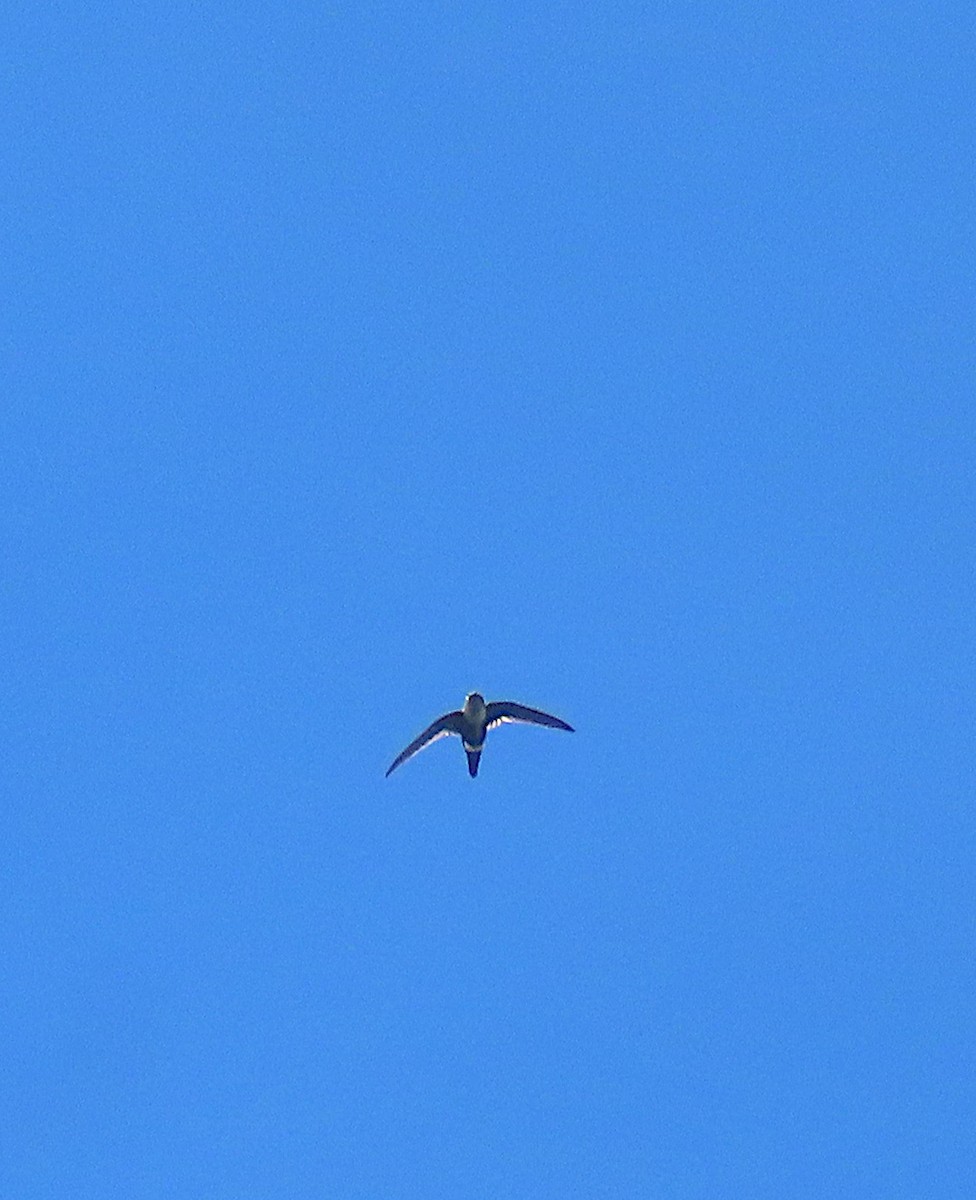 White-tipped Swift - sylvain Uriot