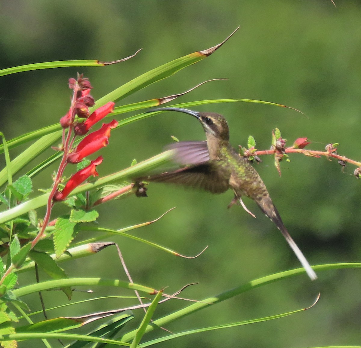 Long-tailed Hermit - ML618758794