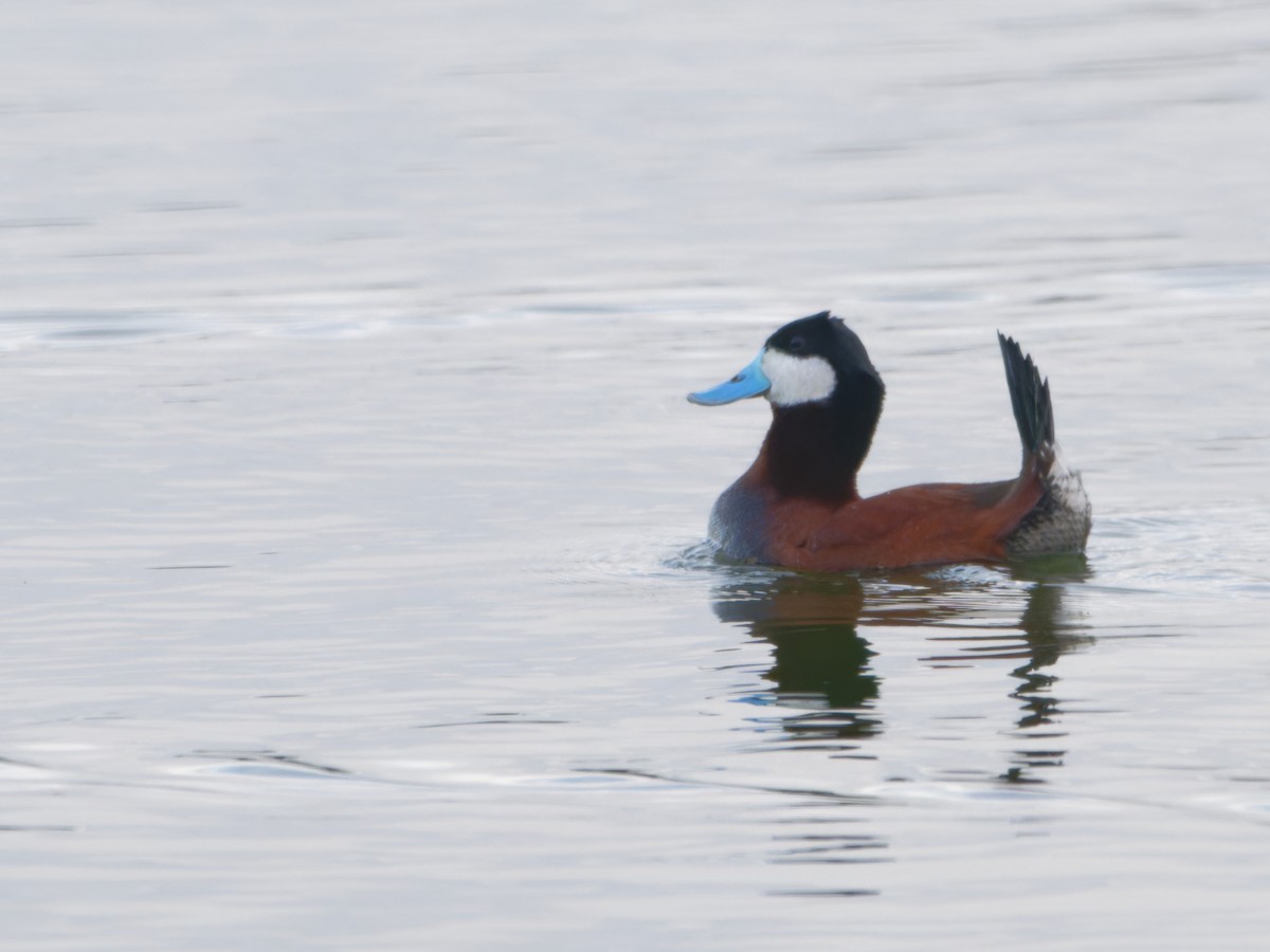 Ruddy Duck - ML618758799