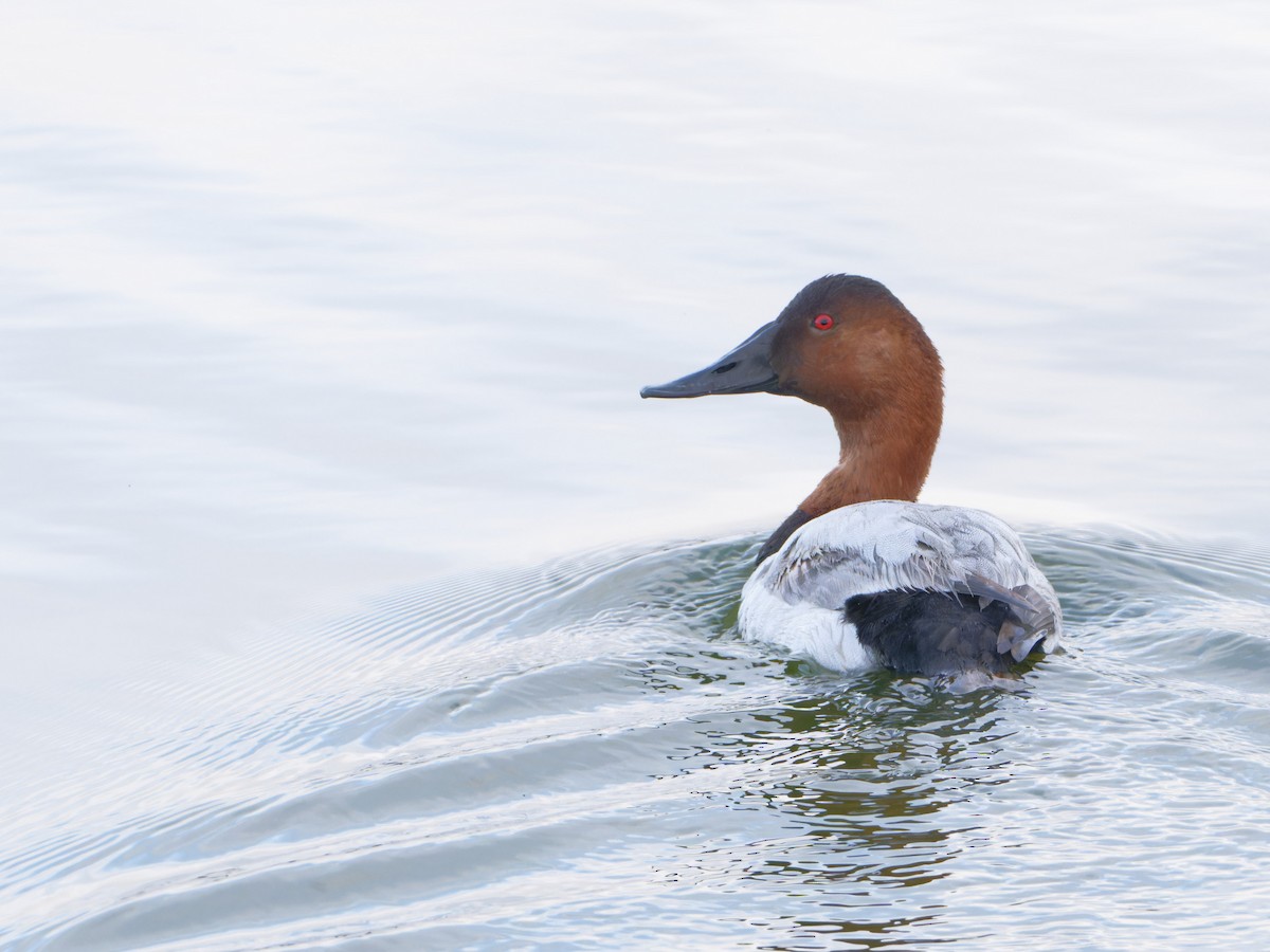 Canvasback - ML618758803