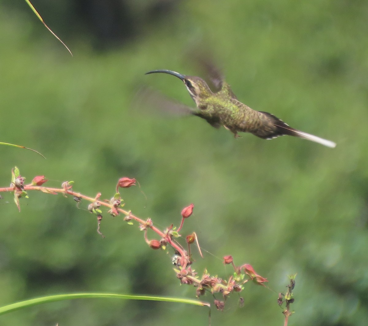 Длиннохвостый колибри-отшельник - ML618758804