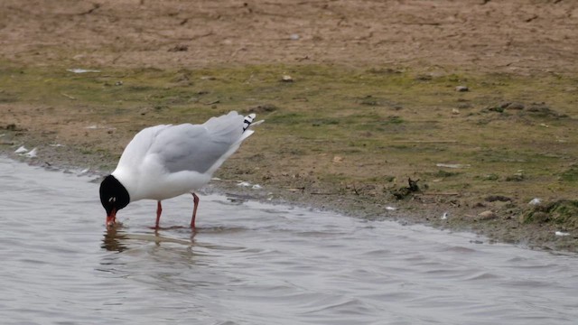 Mouette mélanocéphale - ML618758823