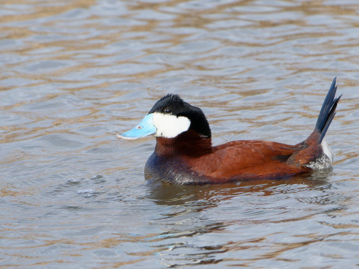 Ruddy Duck - Alan Van Norman