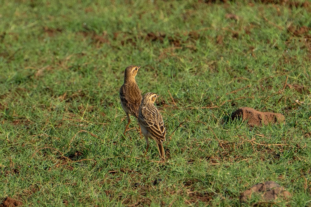 Paddyfield Pipit - ML618758830