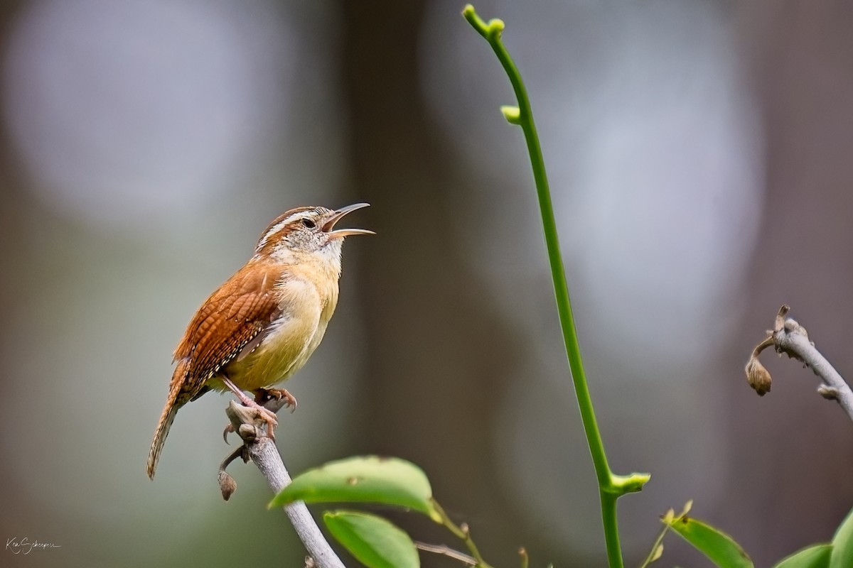 Carolina Wren - ML618758831