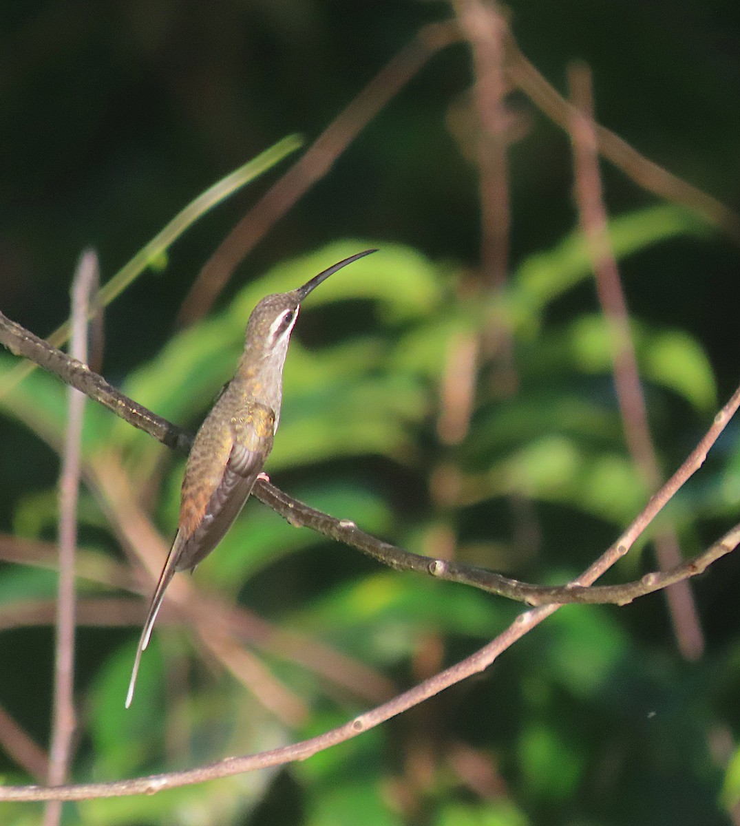 Sooty-capped Hermit - sylvain Uriot