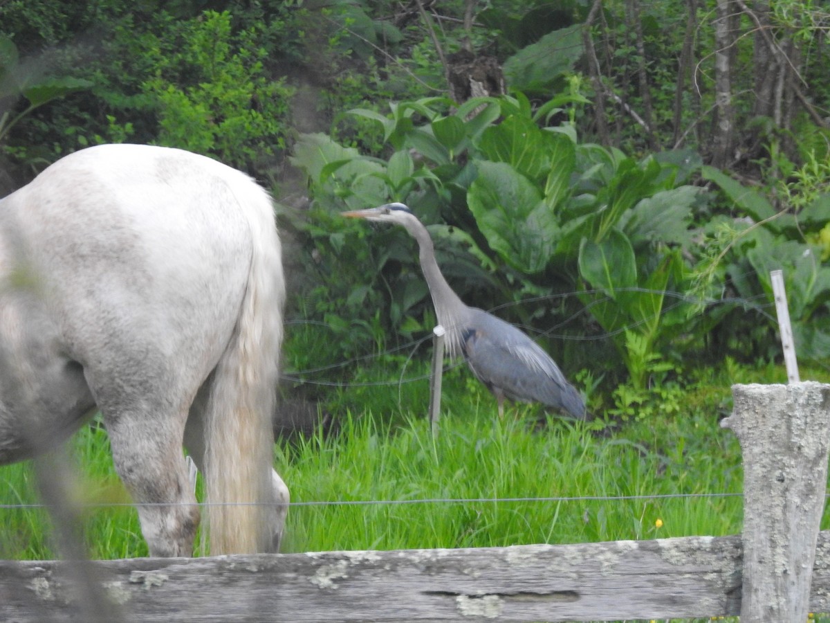 Great Blue Heron - ML618758836