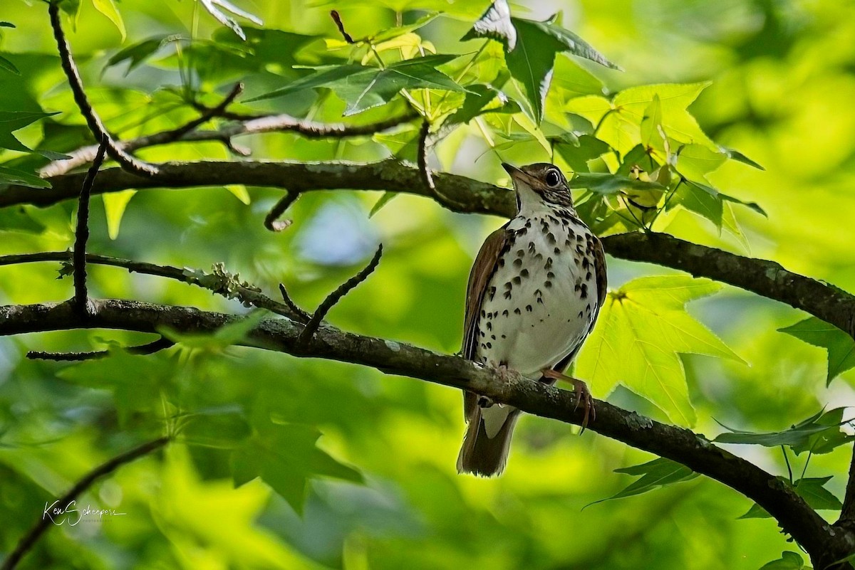 Wood Thrush - ML618758841