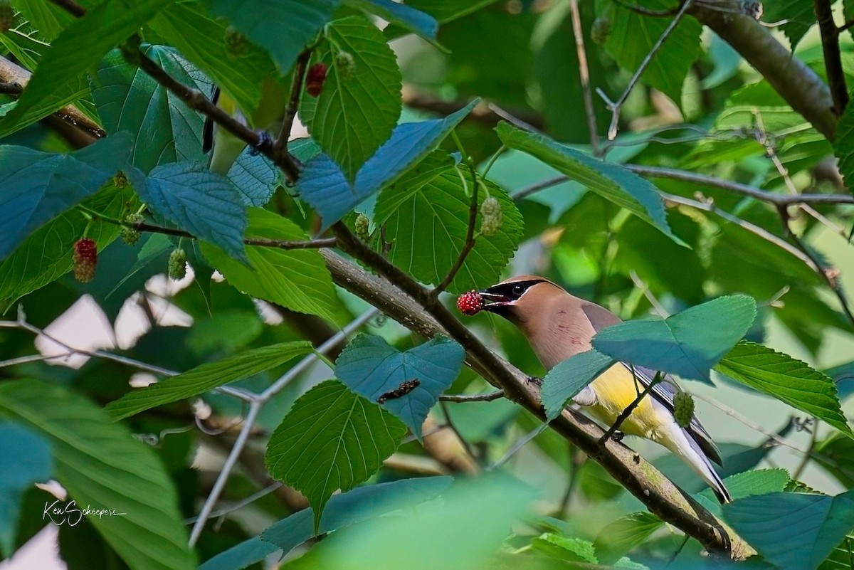 Cedar Waxwing - ML618758844