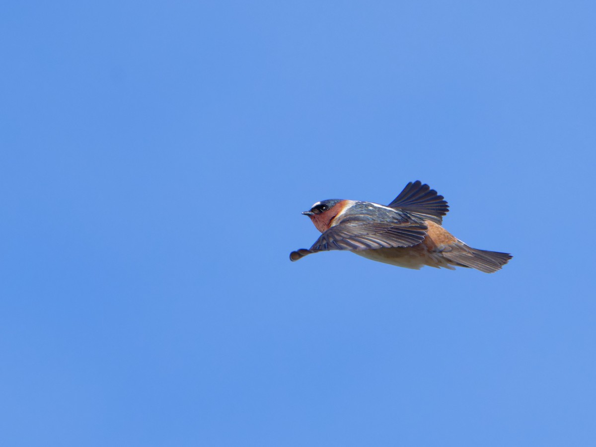 Cliff Swallow - ML618758847