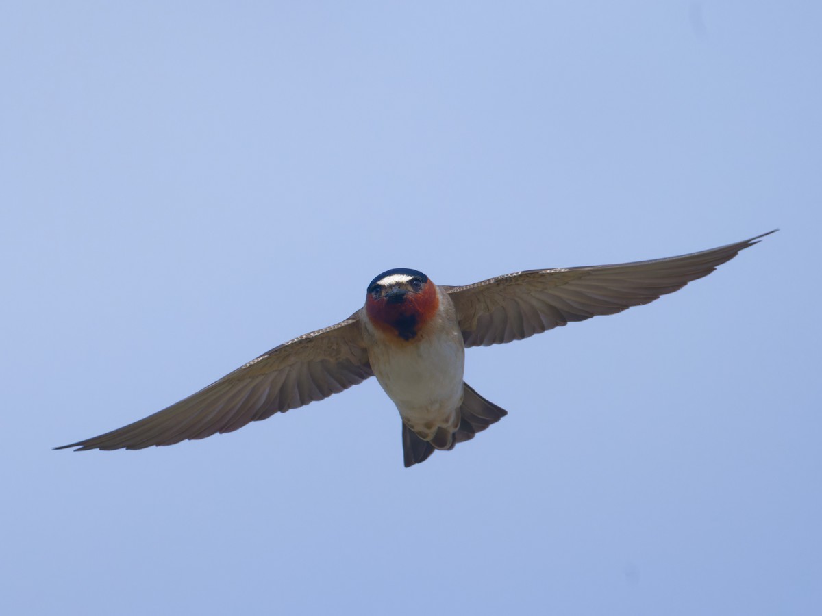 Cliff Swallow - ML618758849