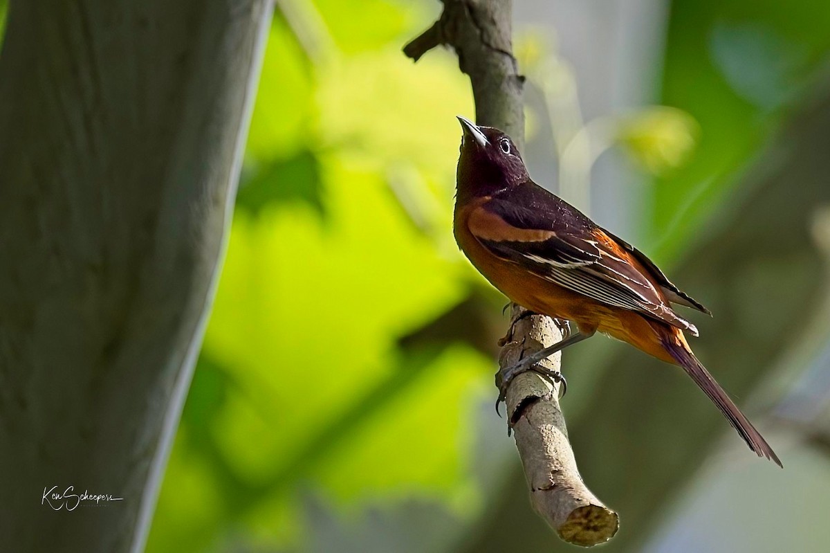 Orchard Oriole - ML618758852