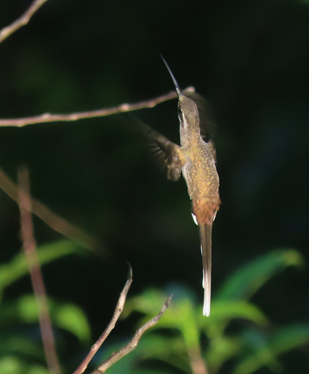 Sooty-capped Hermit - sylvain Uriot