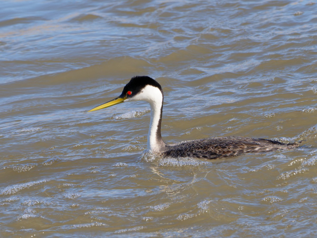 Western Grebe - ML618758877