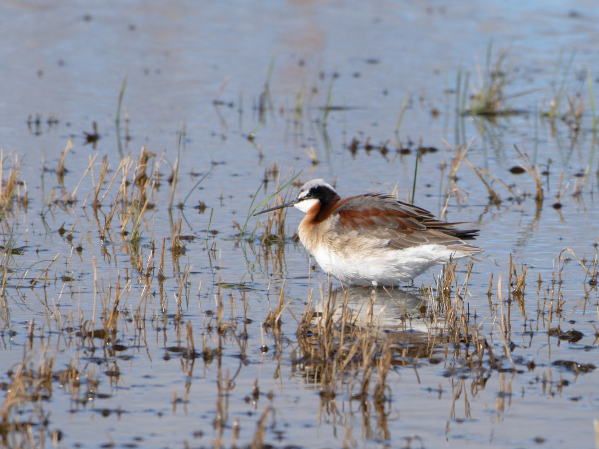 Wilson's Phalarope - Alan Van Norman