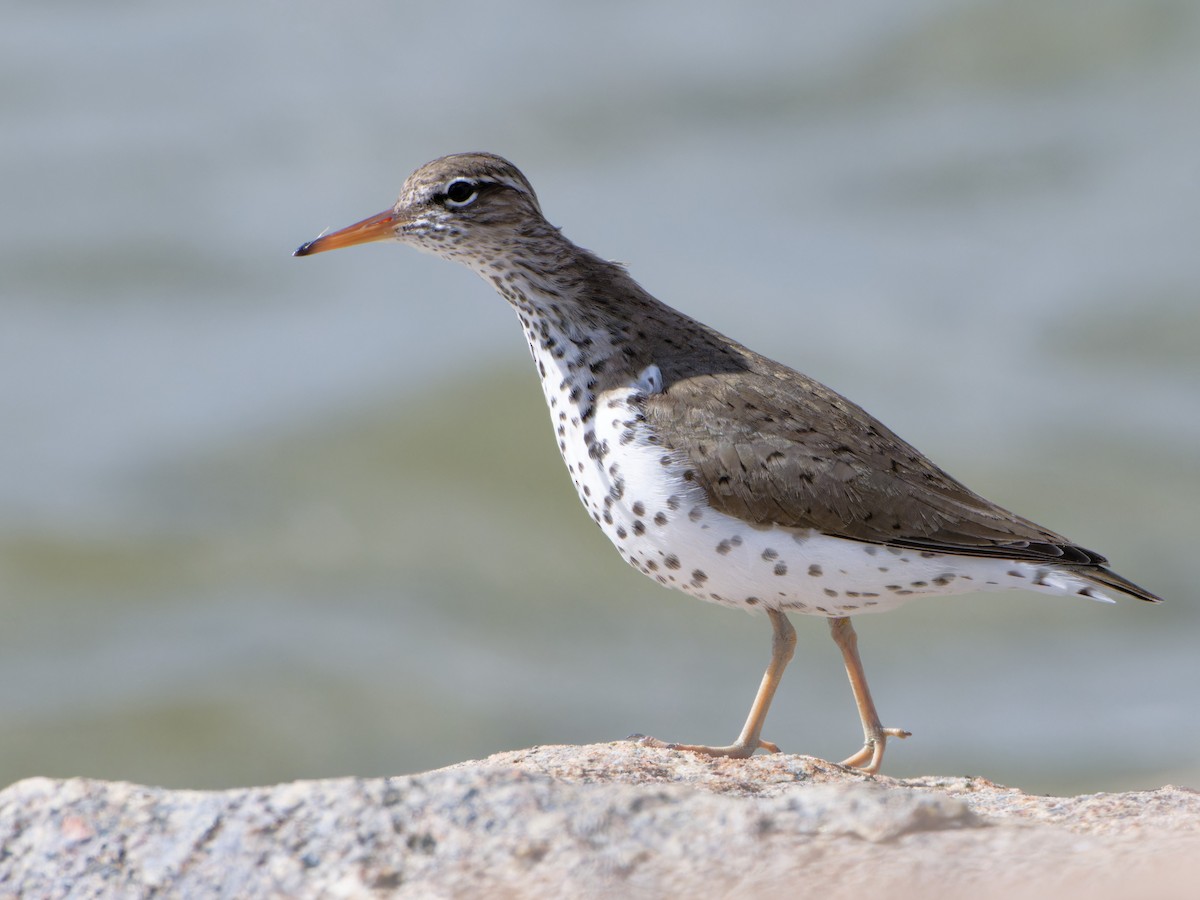 Spotted Sandpiper - ML618758899