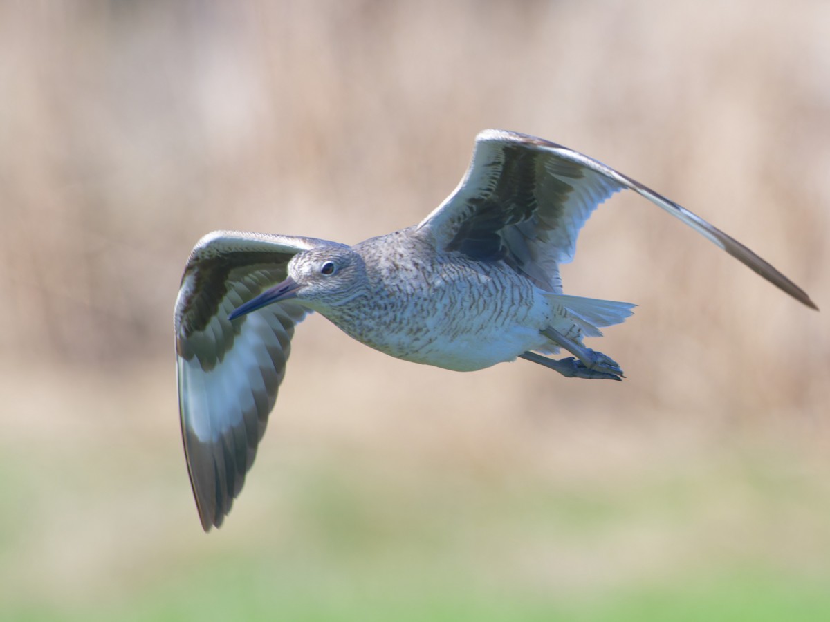 Willet - ML618758901