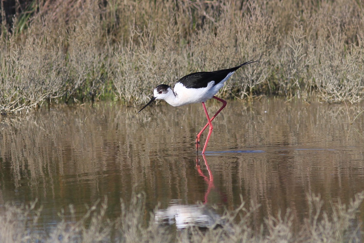 Black-winged Stilt - ML618758919