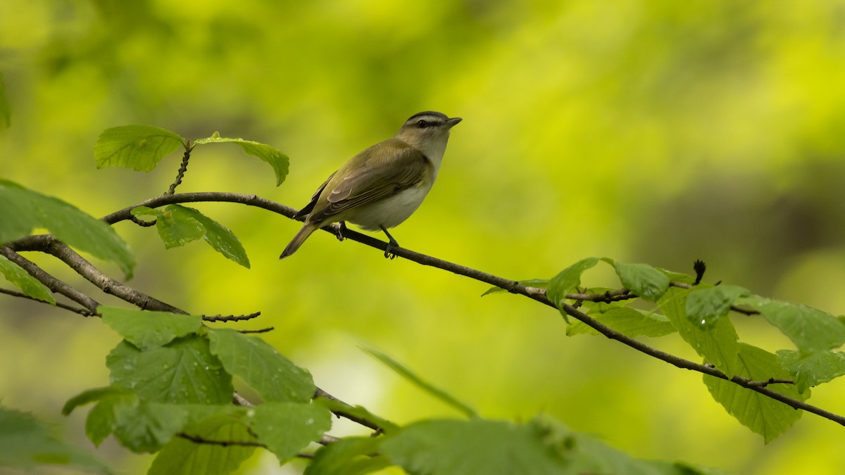 Red-eyed Vireo - ML618758921